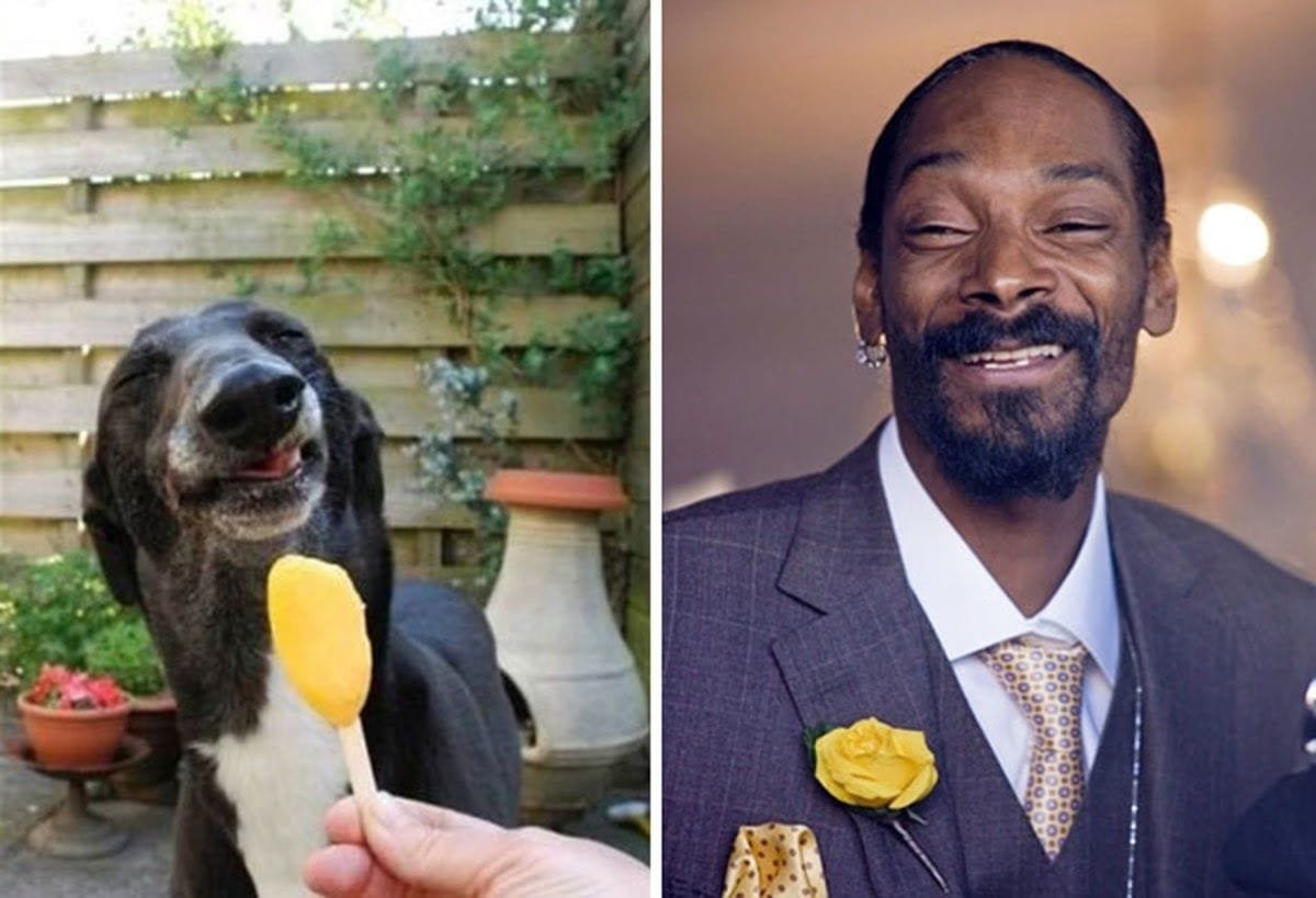 Parecidos entre famosos y animales