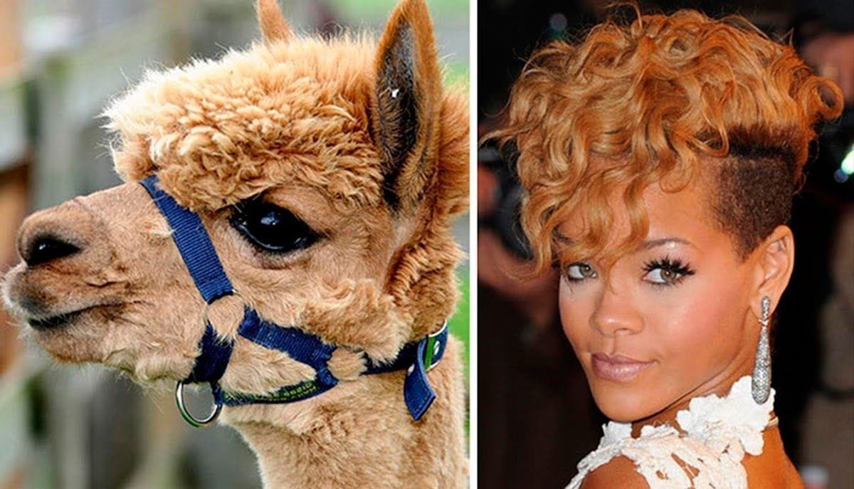 Parecidos entre famosos y animales