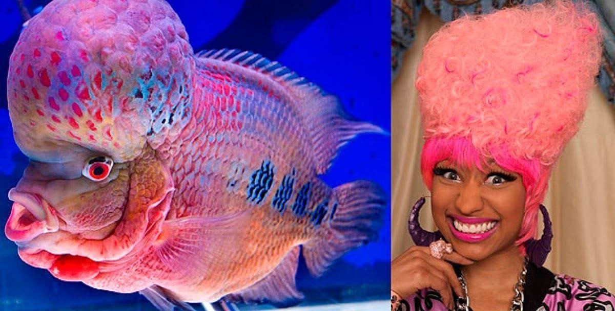 Parecidos entre famosos y animales