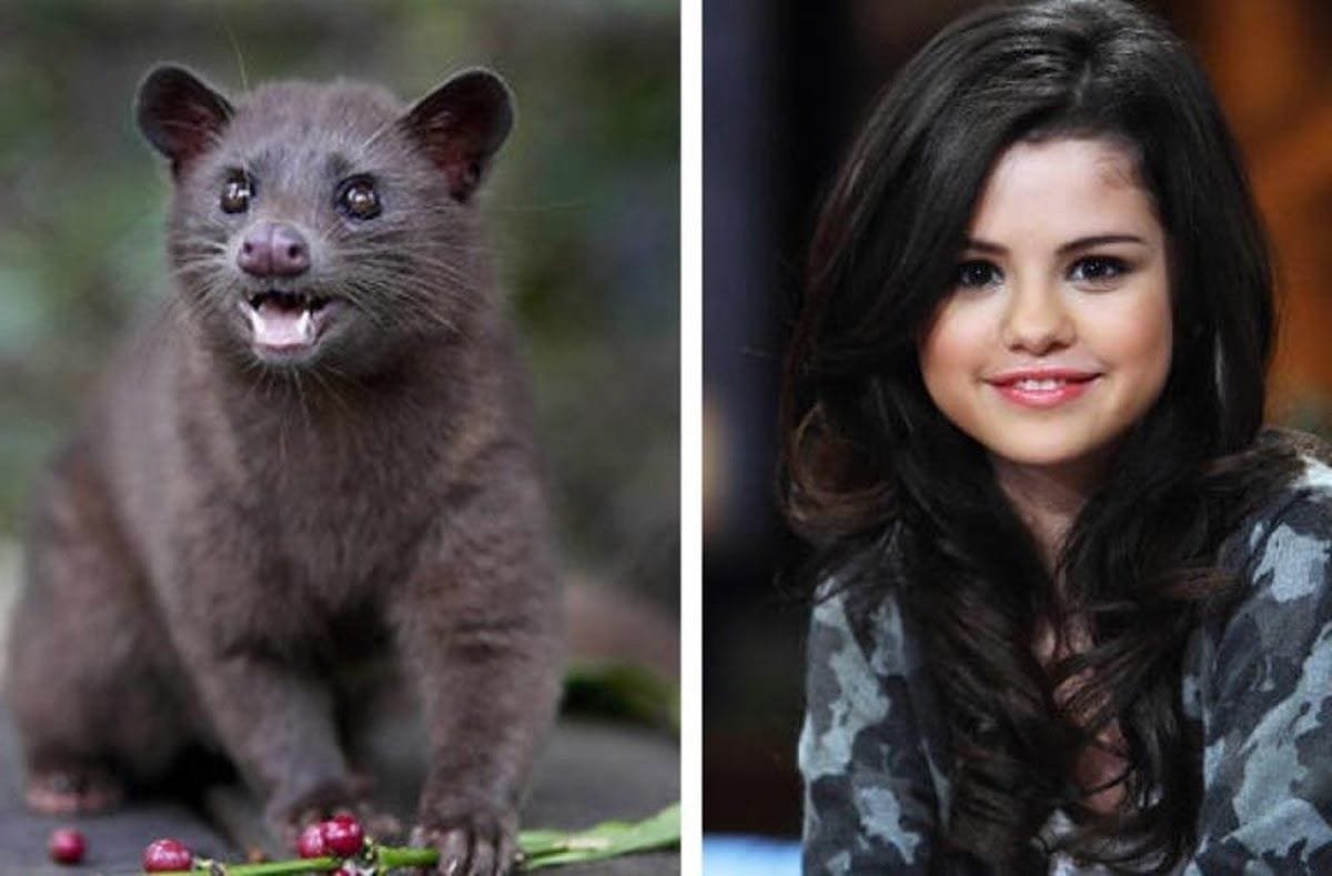 Parecidos entre famosos y animales