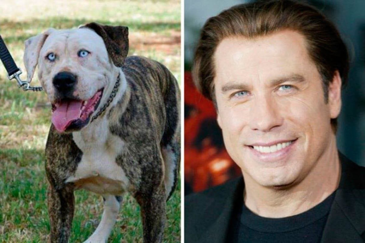 Parecidos entre famosos y animales