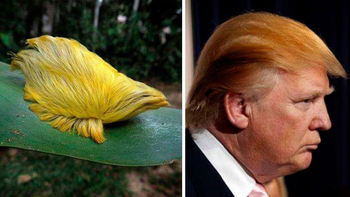 Parecidos entre famosos y animales