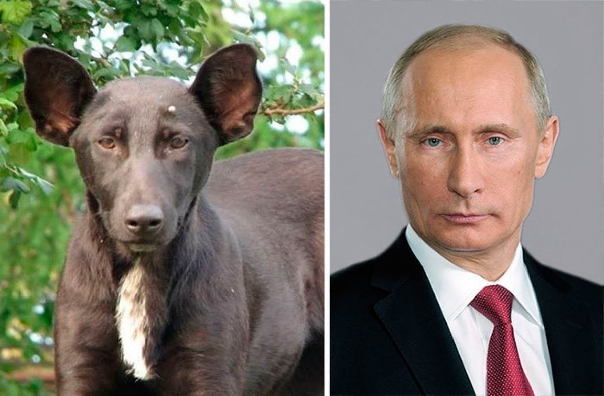 Parecidos entre famosos y animales