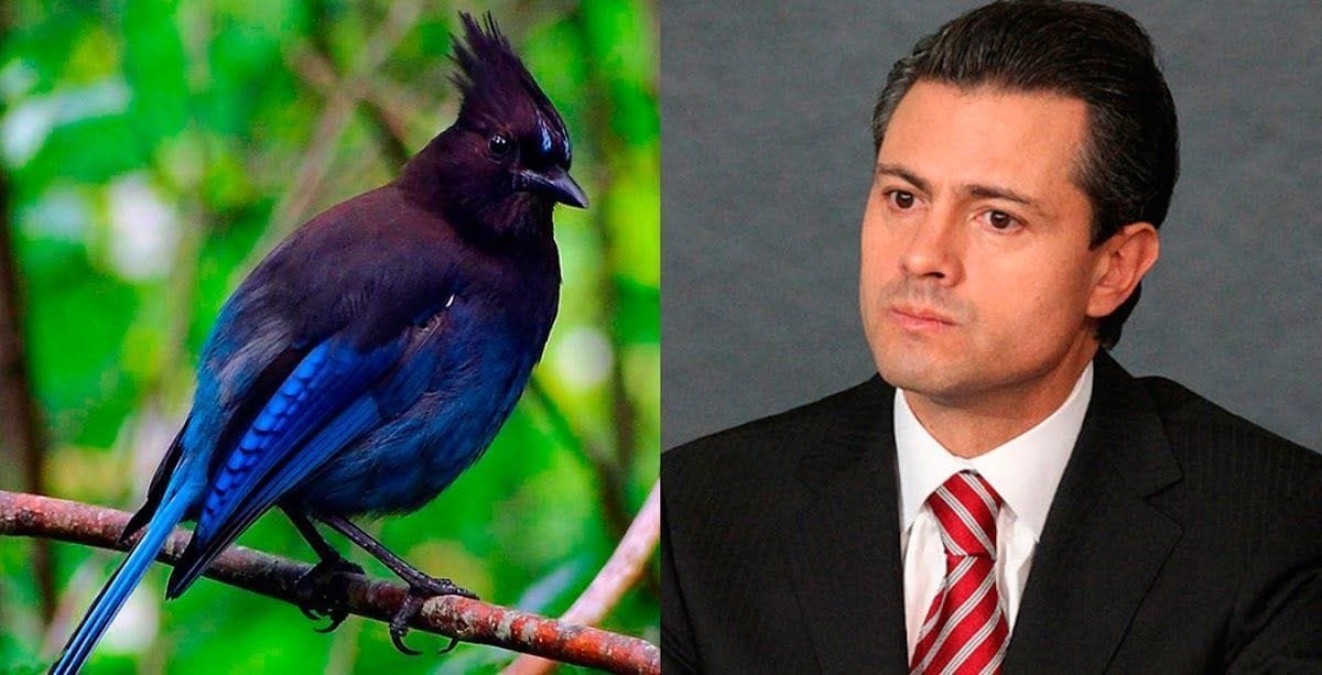 Parecidos entre famosos y animales