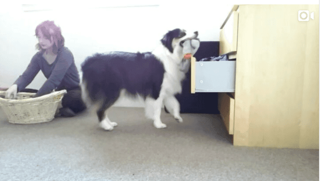 La perrita que sabe poner la lavadora