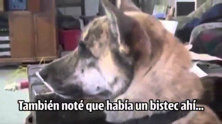 Perro que habla con su dueño