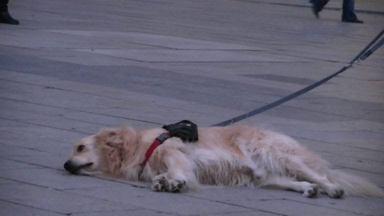 Un perro se niega a moverse hasta que termine una canción