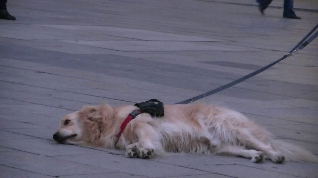 Un perro se niega a moverse hasta que termine una canción
