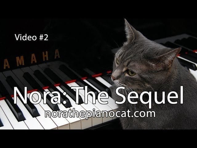 La gatita pianista