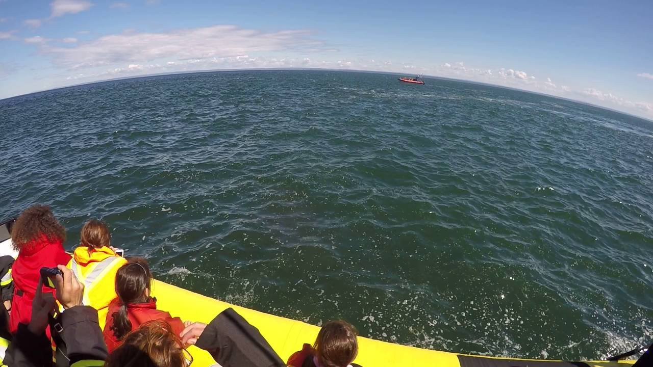 Ver una ballena de cerca