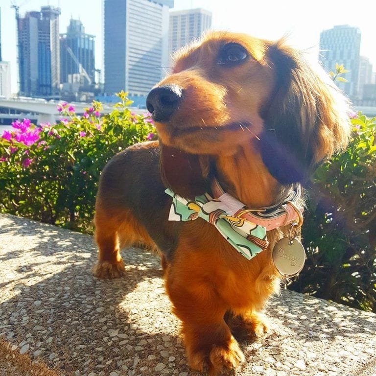 21231213_583115481812443_3022714065662320577_n El perro del balneario se cuida para olvidar los problemas del mundo