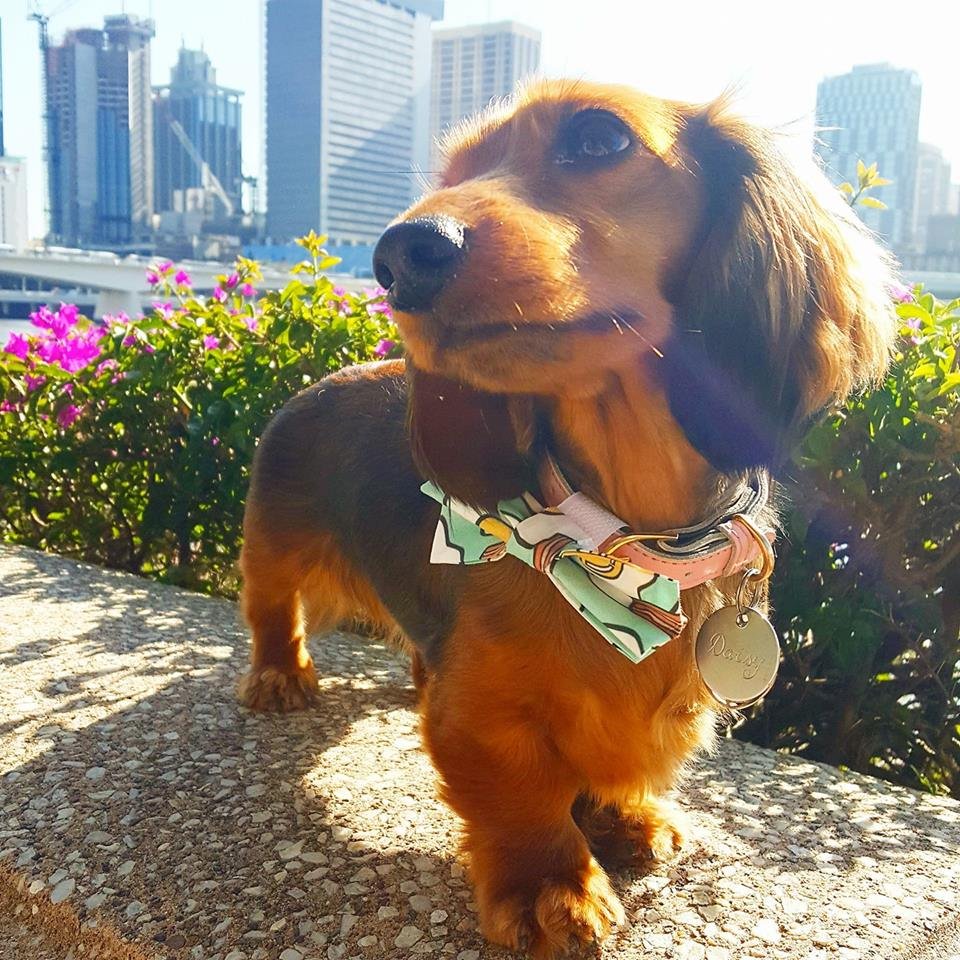 El perro del balneario se cuida para olvidar los problemas del mundo