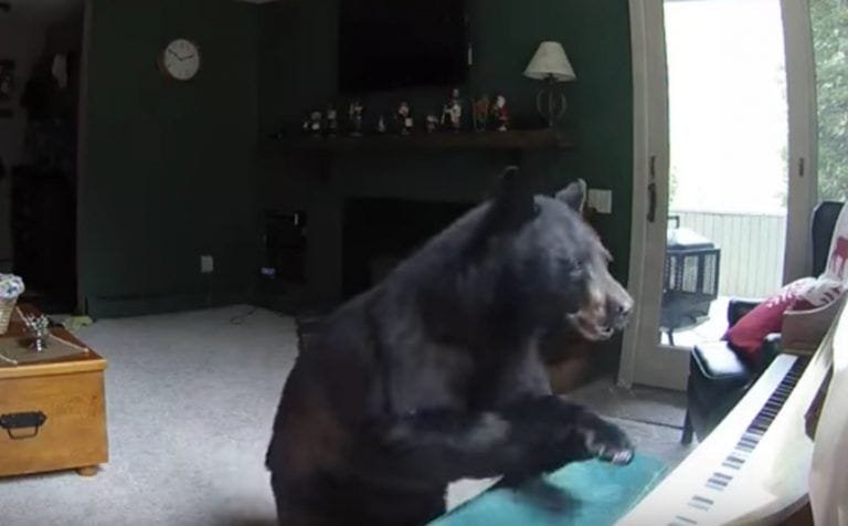 Un Oso tocando el piano