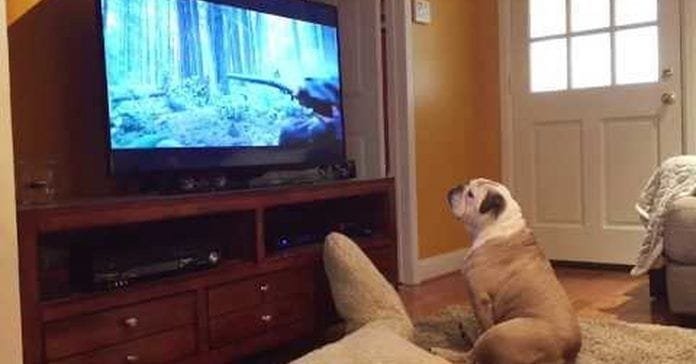 Un perro intenta salvar a Leonardo Di Caprio en una película