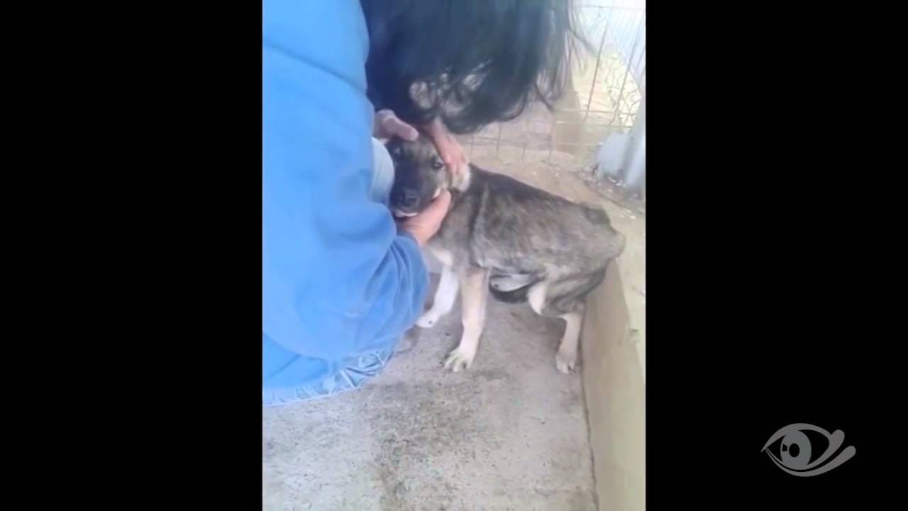 Reacción de un perro al ser acariciado por primera vez tras ser maltratado