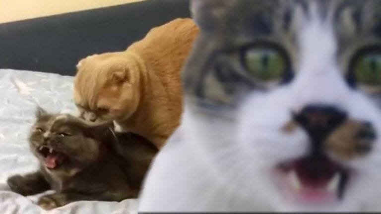 Cuando te metes con el gato equivocado