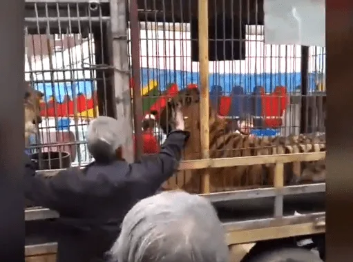 wallyano Hombre atacado por un tigre de circo