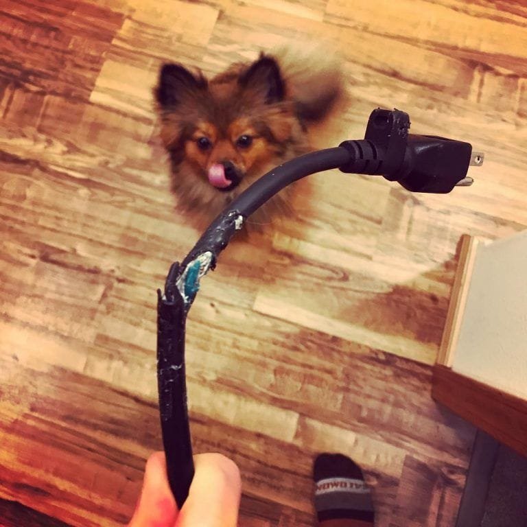 10 perros que no regañarías por lo que hicieron