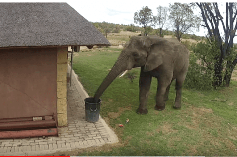 Elefante recoge la basura y la tira a la papelera