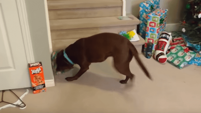 perroregalo Un perro salta de felicidad al ver su regalo de navidad