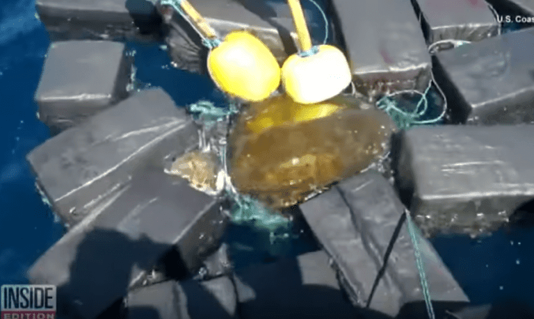 Una tortuga atrapada entre kilos de cocaína