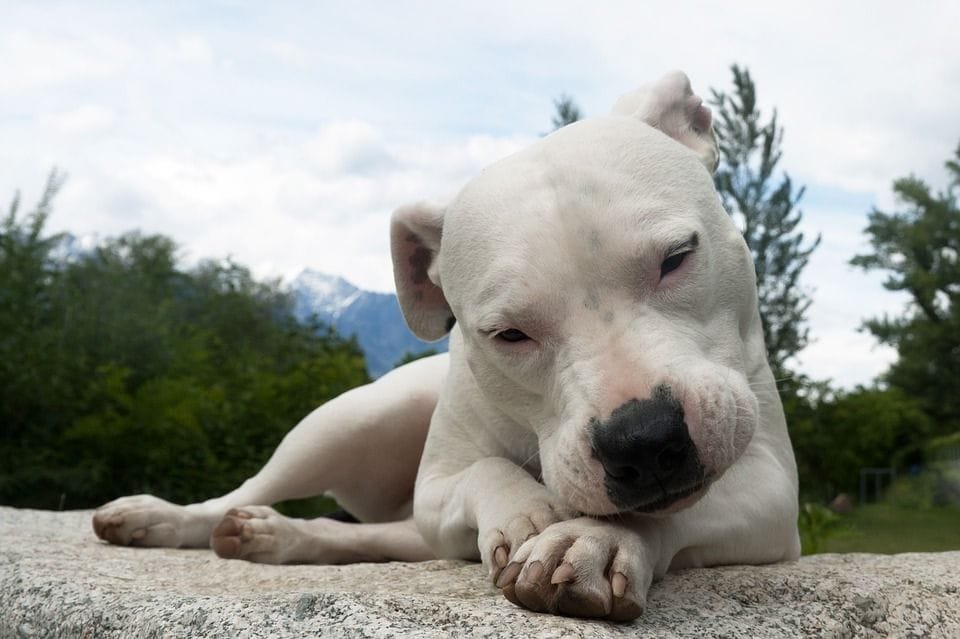 Dogo argentino