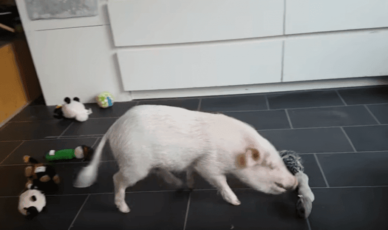 El cerdito que ayuda a limpiar la casa de su dueña