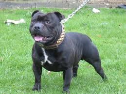 Staffordshire bull terrier