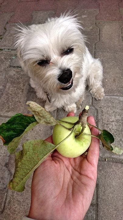 Dieta Canina