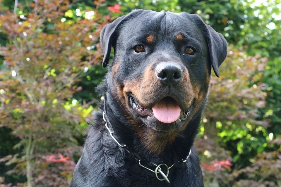 Rotweiller