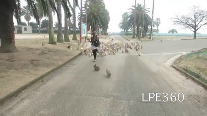 El sueño de todo hombre «La  Isla de los conejos»