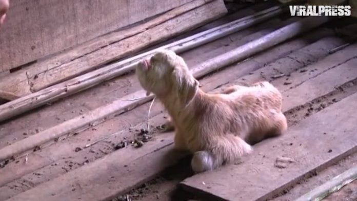 Nace en Malasia una cabra ciclope