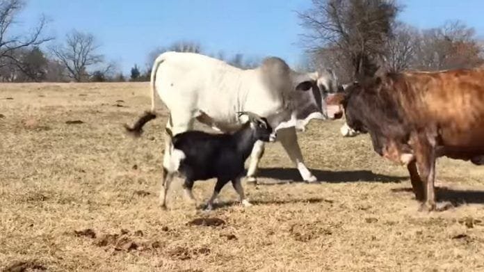 8062827c-608c-416d-8cc5-a9ecfd8df6a8 Una cabra pequeña se enfrenta a un Toro