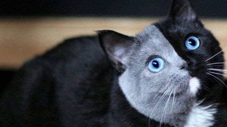 El gato con dos caras que es el nuevo idolo de internet