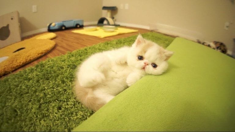 Las divertidas reacciones de este gatito cuando tiene una cámara delante