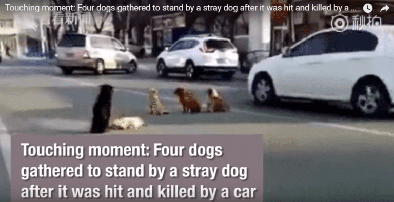 4 perros arriesgan su vida para no dejar a su amigo golpeado
