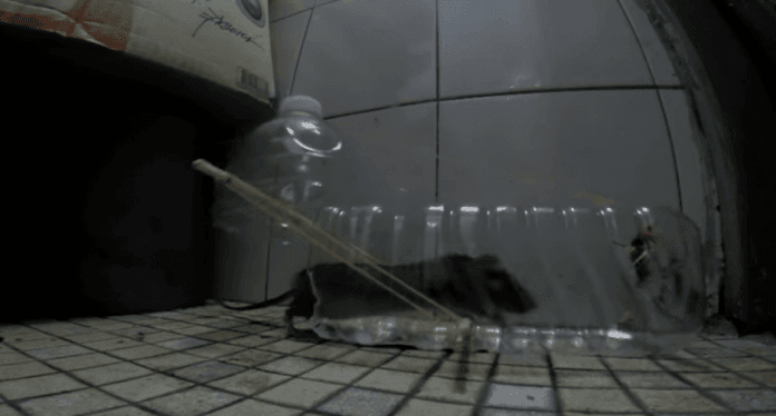 trampascaera Hacer una trampa casera para ratones