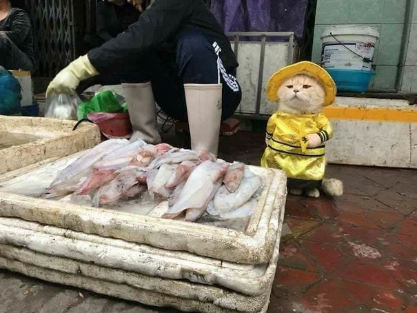 Este gatito se ha convertido en el vendedor de pescado mas famoso Este gatito se ha convertido en el vendedor de pescado mas famoso