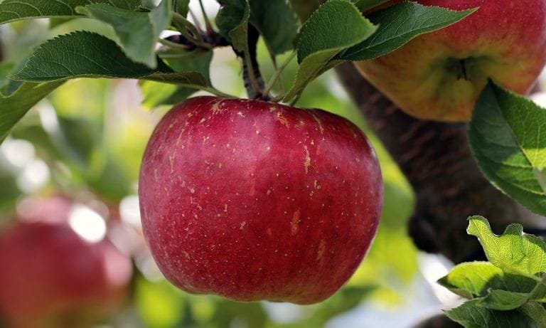 ¿Cuántas calorías tiene una manzana?