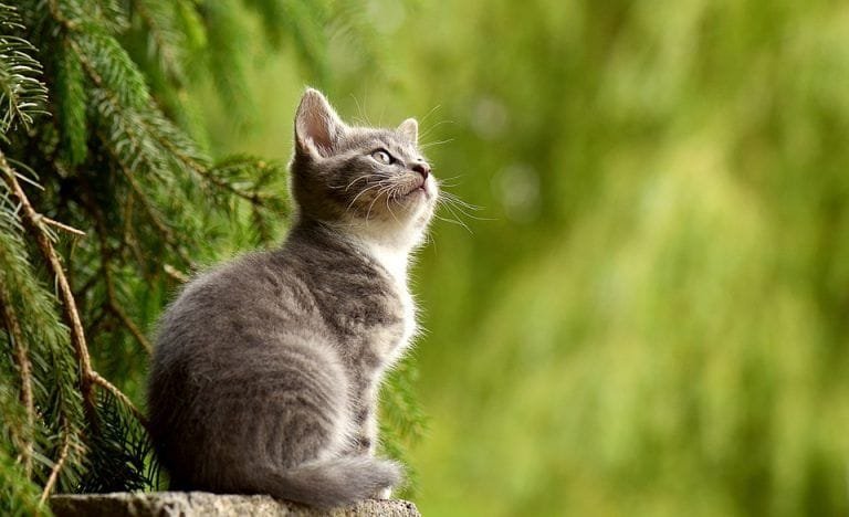 ¿Cuántos cromosomas tiene un gato?