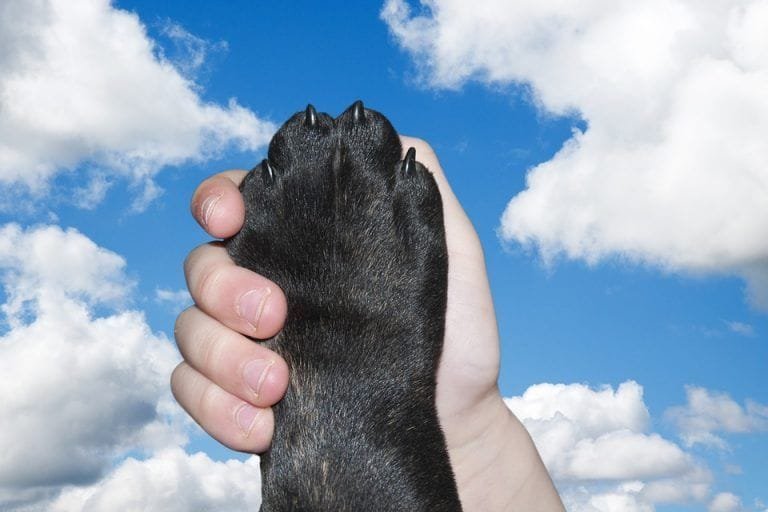 ¿Cuántos dedos tiene un perro?