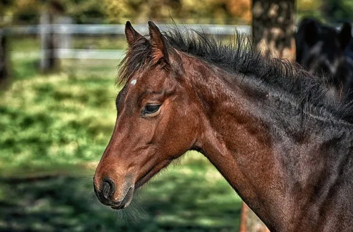 ¿Cuántos años vive un caballo? ¿Cuántos años vive un caballo?