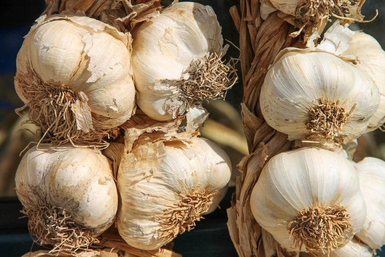 ¿Cuántos cromosomas tiene la cebolla?