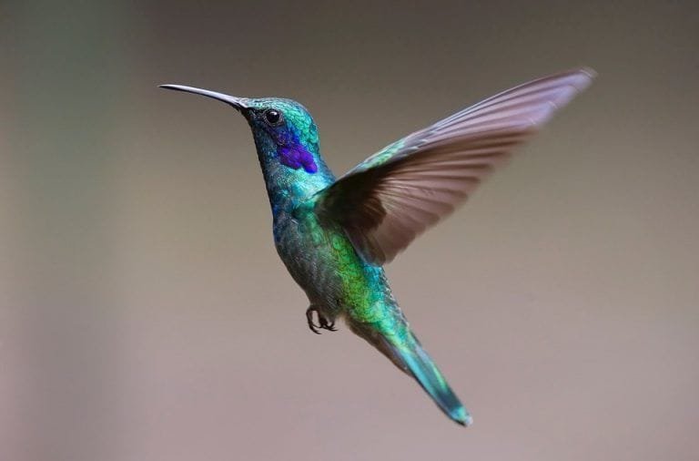 ¿Cuántos años vive un colibrí?
