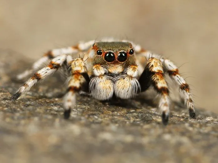 cuántos ojos tiene una araña