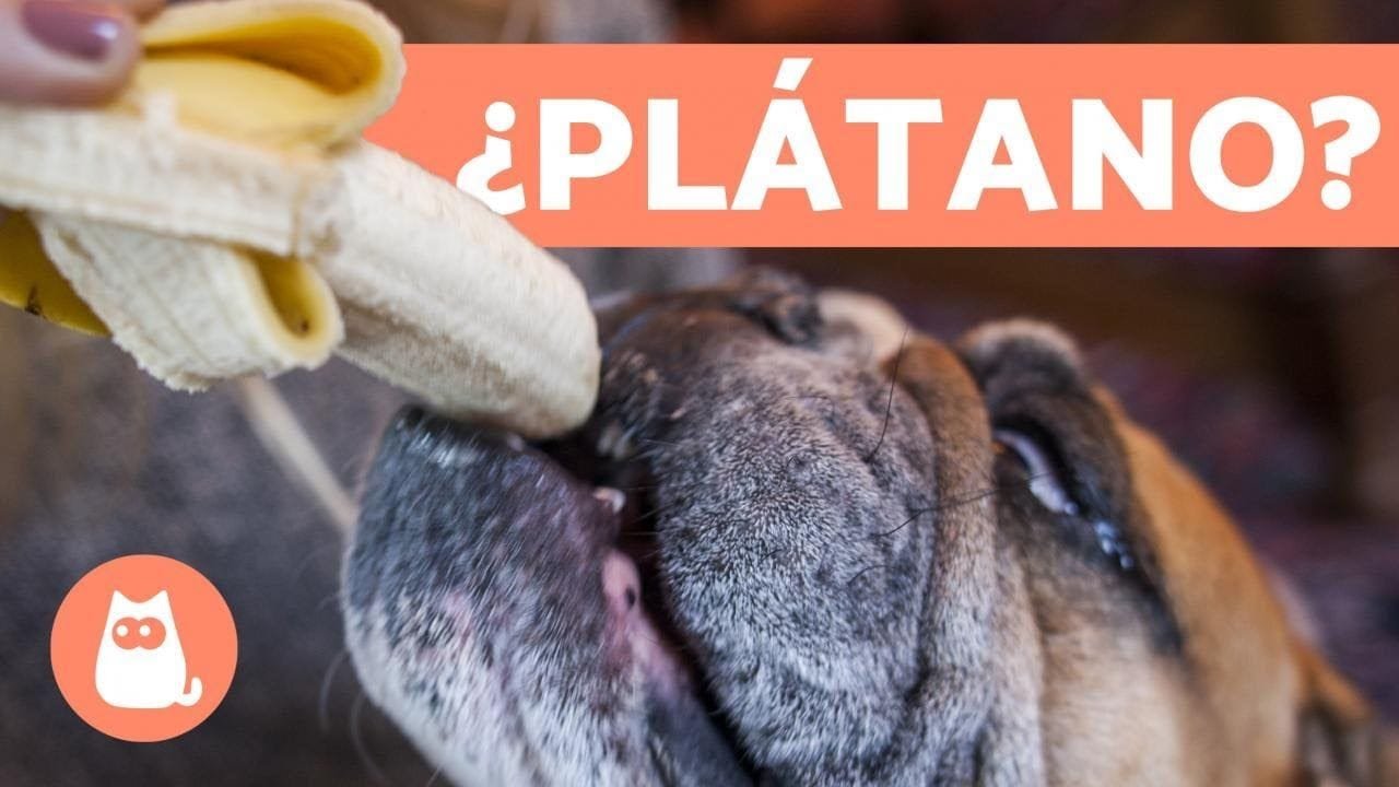 ???? Frutas y verduras para perros