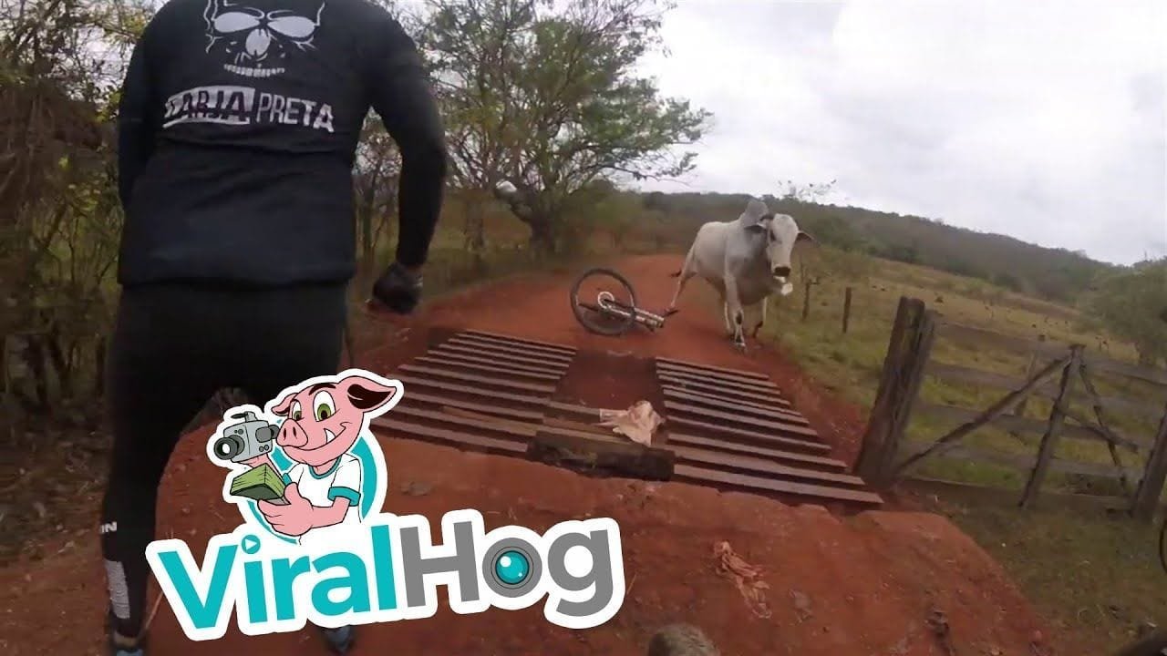 Ciclistas Vs Toro