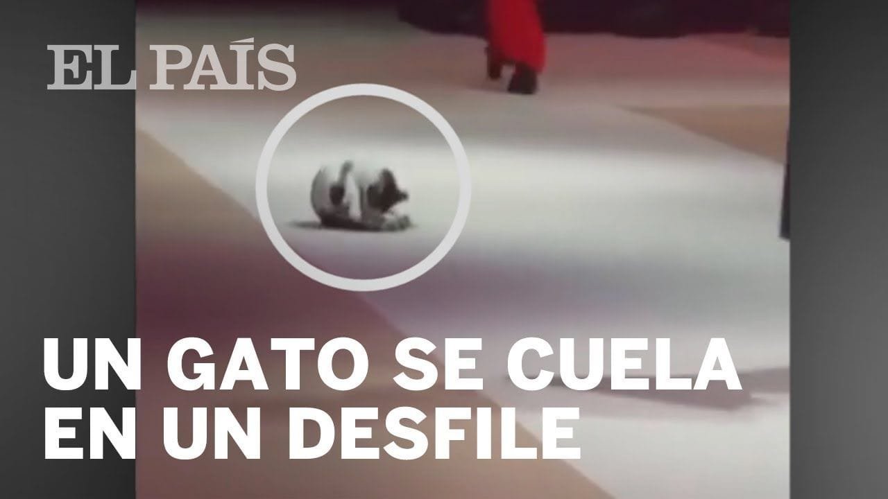 Un gato convertido en el protagonista de un desfile de moda