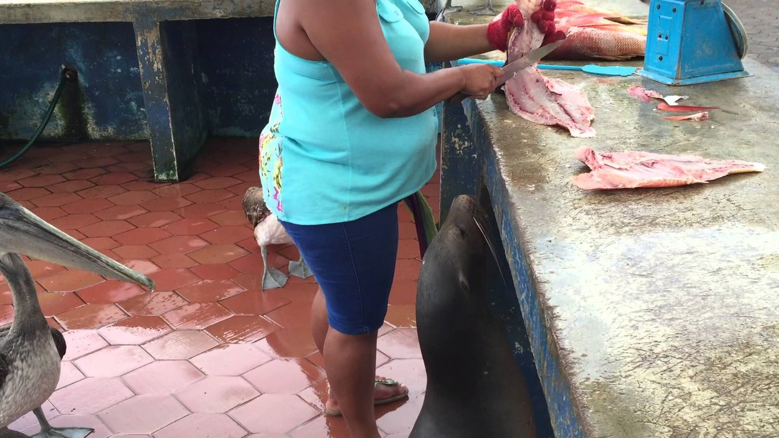 En esta pescaderia no hay desperdicios de comida