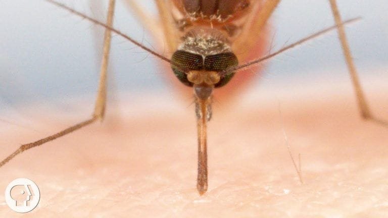 Los mosquitos son mas mortales que que los leones, los cocodrilos y los tiburones juntos